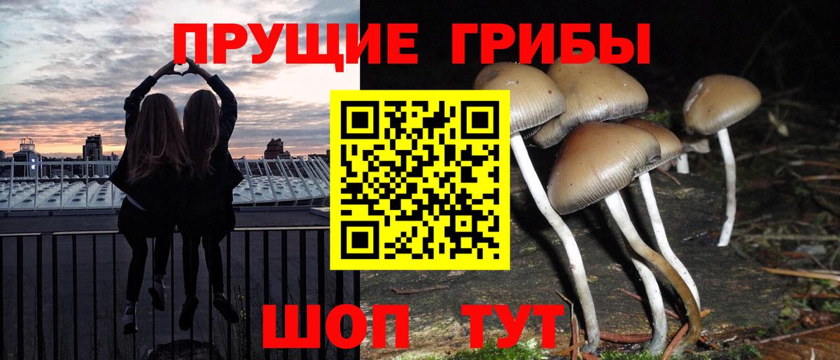 Галлюциногенные грибы Cubensis Кашира